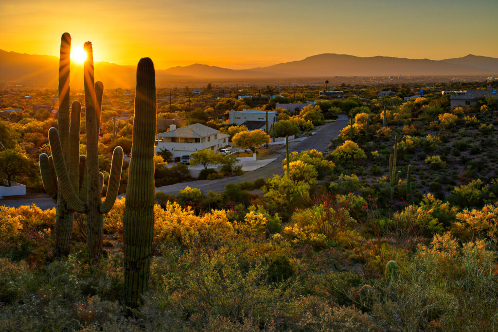 Arizona Desert Landscape